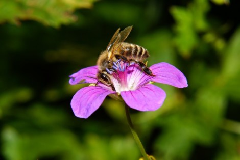 Bee on flower